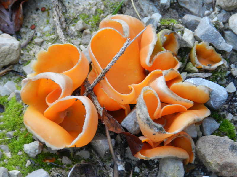 funghetti arancioni strani